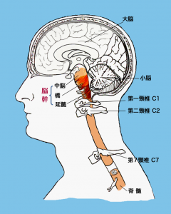 上部頸椎と脳幹の関係性